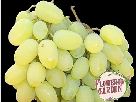 https://rosesplants.com/produktov-katalog/%D0%9B%D0%9E%D0%97%D0%98-%D0%A0%D0%9E%D0%97%D0%98%2C%D0%9B%D0%9E%D0%97%D0%98%2C%D0%A1%D0%9B%D0%98%D0%92%D0%98%2C%D0%A7%D0%95%D0%A0%D0%95%D0%A8%D0%98%2C%D0%9A%D0%A0%D0%A3%D0%A8%D0%98%2C%D0%9F%D0%A0%D0%90%D0%A1%D0%9A%D0%9E%D0%92%D0%98%2C%D0%9A%D0%90%D0%99%D0%A1%D0%98%D0%98%2C%D0%9C%D0%A3%D0%A8%D0%9C%D0%A3%D0%9B%D0%98%2C%D0%91%D0%90%D0%94%D0%95%D0%9C%D0%98%2C%D0%AF%D0%91%D0%AA%D0%9B%D0%9A%D0%98%2C%D0%94%D0%AE%D0%9B%D0%98%2C%D0%92%D0%98%D0%A8%D0%9D%D0%90%2C%D0%92%D0%98%D0%A8%D0%9D%D0%90%D0%9F%2C%D0%94%D0%95%D0%9A%D0%9E%D0%A0%D0%90%D0%A2%D0%98%D0%92%D0%9D%D0%98-%D0%9E%D0%92%D0%9E%D0%A8%D0%9A%D0%98%2C%D0%A6%D0%95%D0%9D%D0%98%2C%D0%9C%D0%90%D0%9B%D0%98%D0%9D%D0%98%2C%D0%9A%D0%AA%D0%9F%D0%98%D0%9D%D0%98%2C%D0%9A%D0%90%D0%A1%D0%98%D0%A1%2C%D0%A0%D0%90%D0%97%D0%A1%D0%90%D0%94%D0%9D%D0%98%D0%9A-FLOWER-GARDEN